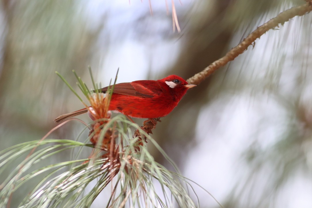 Red Warbler - ML646886089