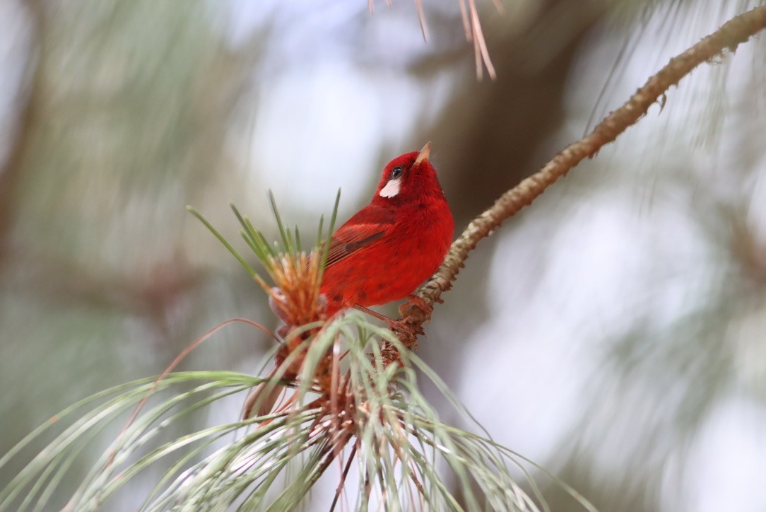 Red Warbler - ML646886090
