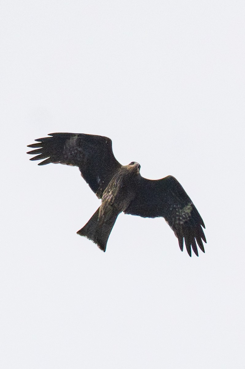 Black Kite - ML646886092