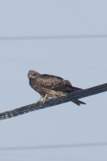 Black Kite - ML646886093