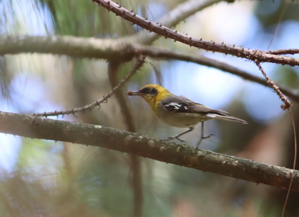 Olive Warbler - ML646886094