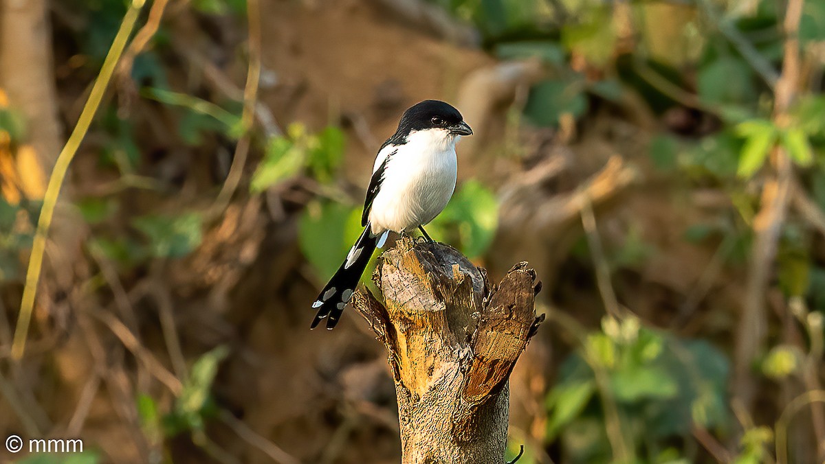 Northern Fiscal - ML646886095