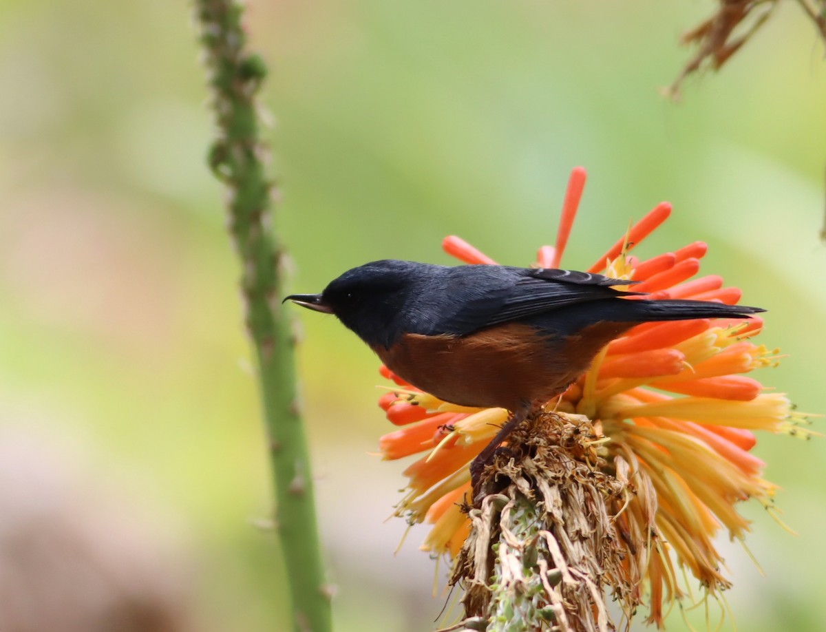 Cinnamon-bellied Flowerpiercer - ML646886096