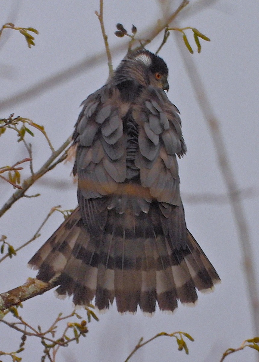 Cooper's Hawk - ML646886097