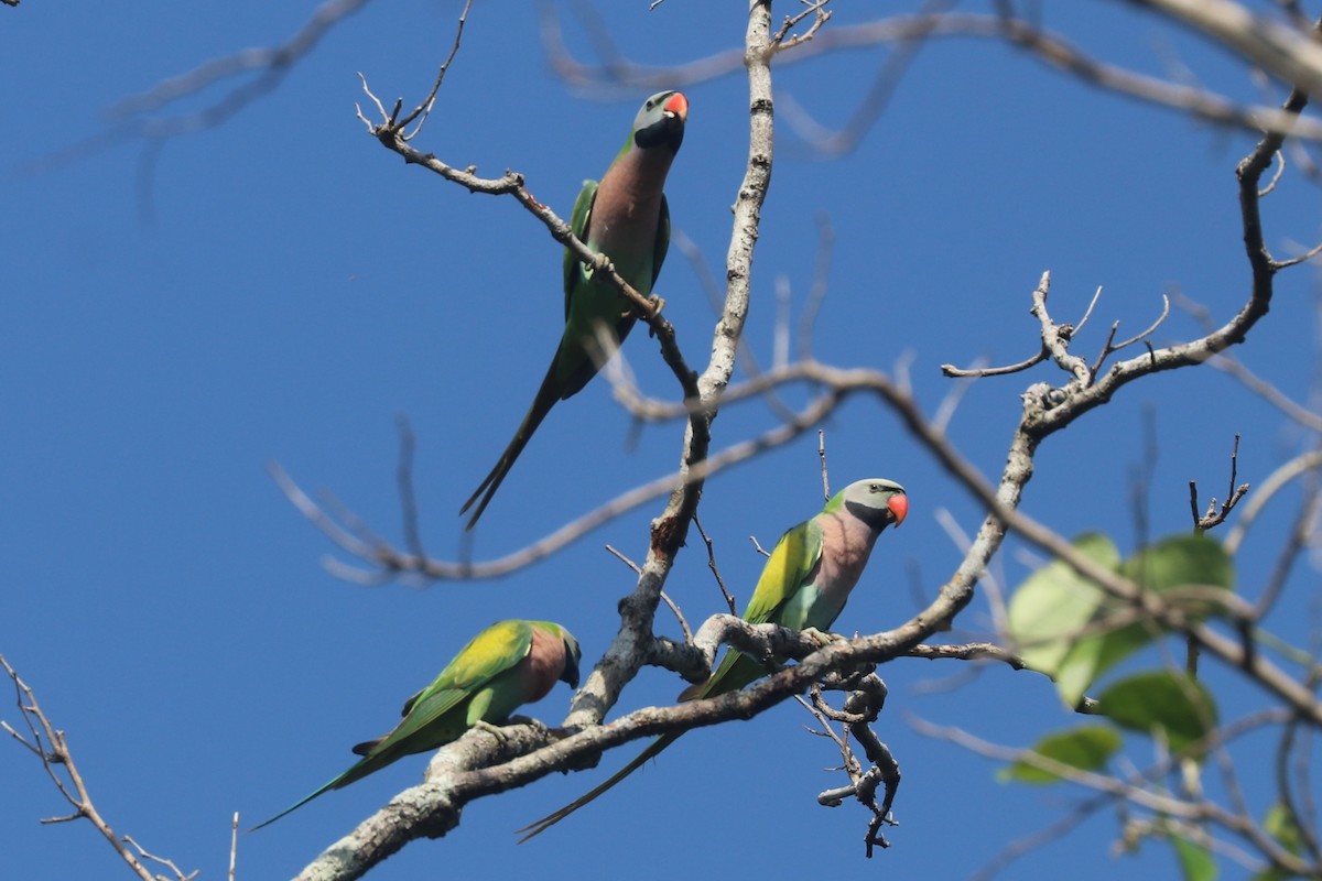 Red-breasted Parakeet - ML646886098