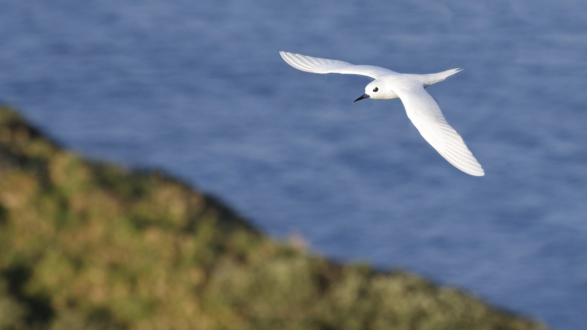 Blue-billed White-Tern - ML646886099