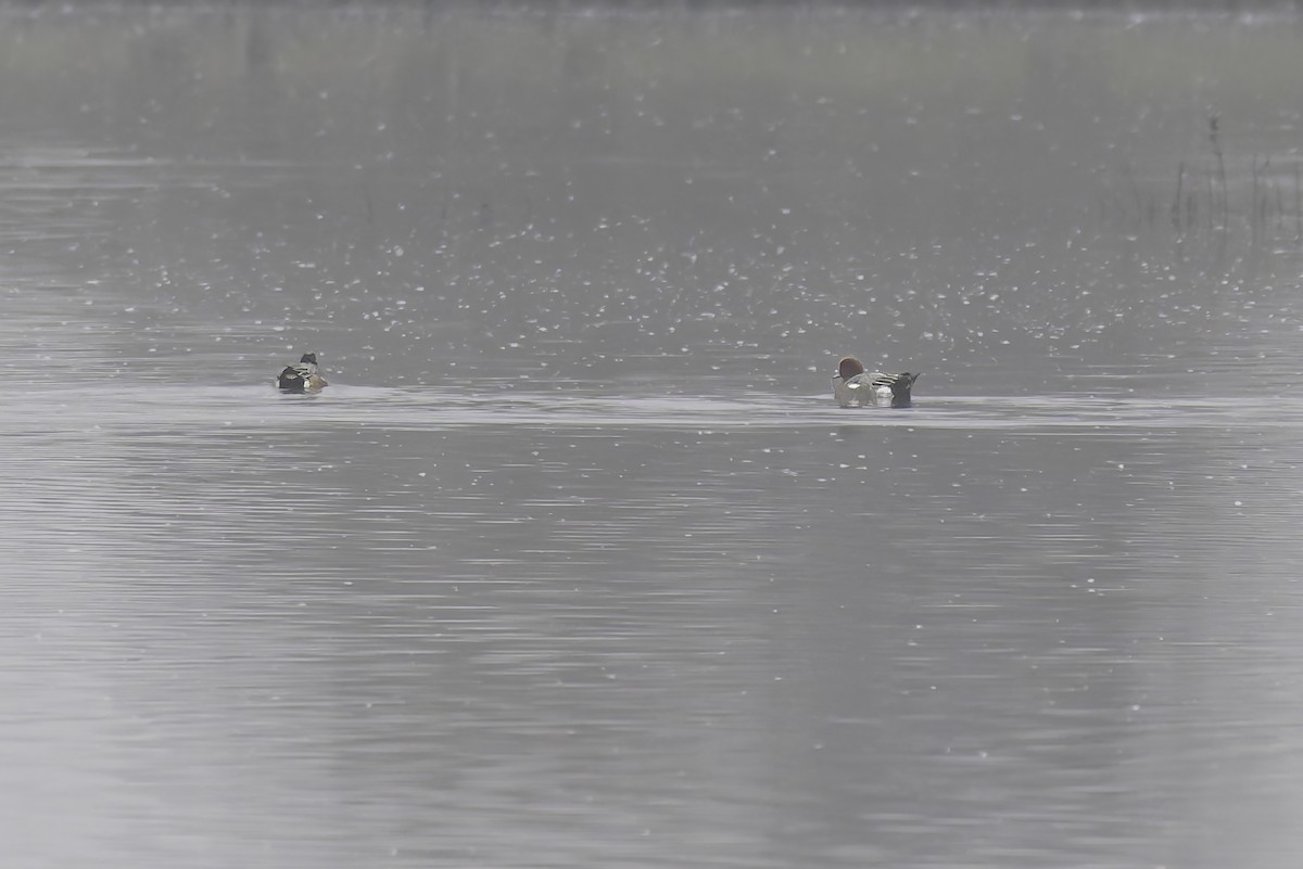 Eurasian Wigeon - ML646886100