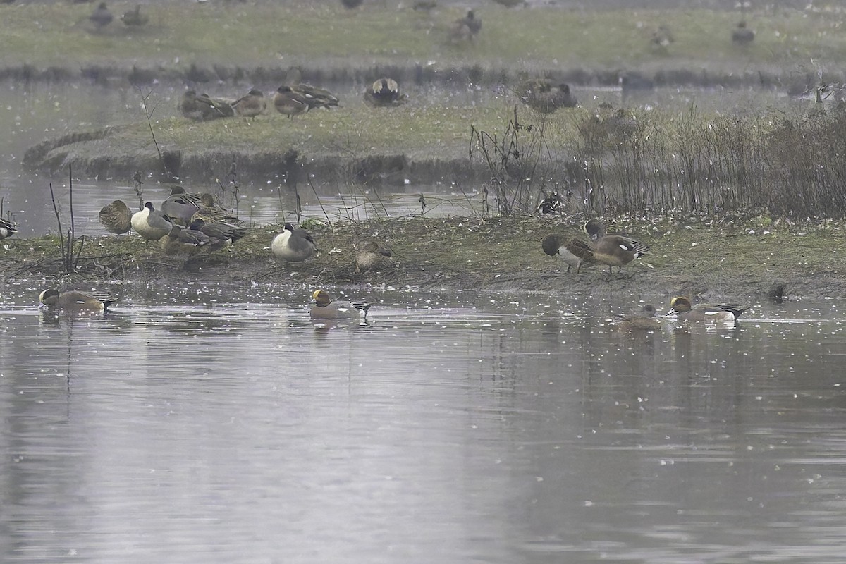 Eurasian Wigeon - ML646886101