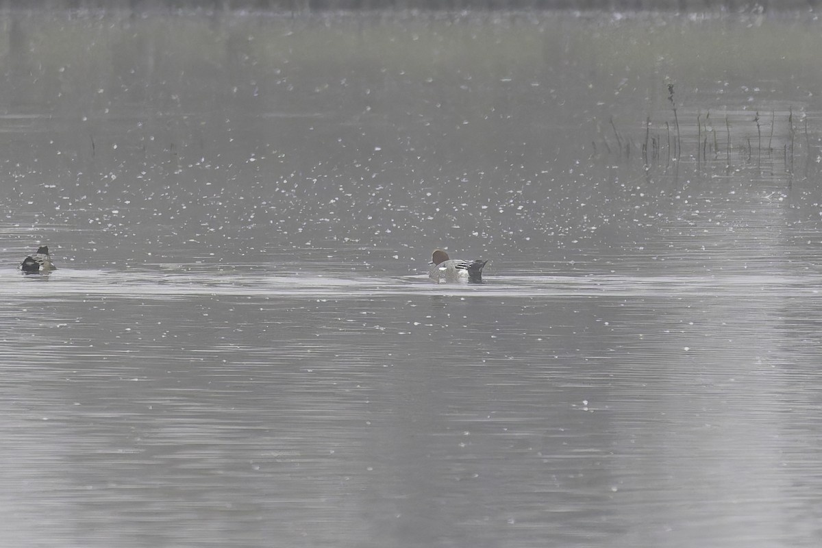 Eurasian Wigeon - ML646886102