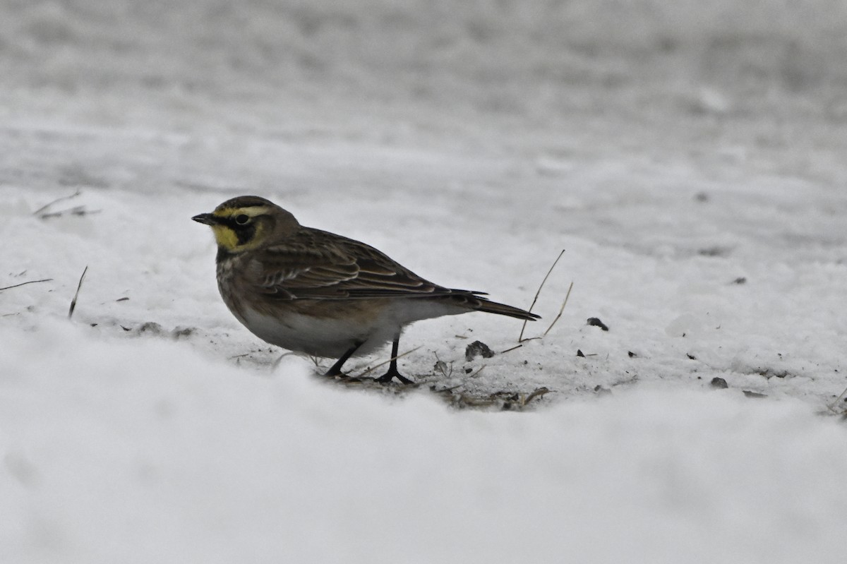 Horned Lark - ML646886103