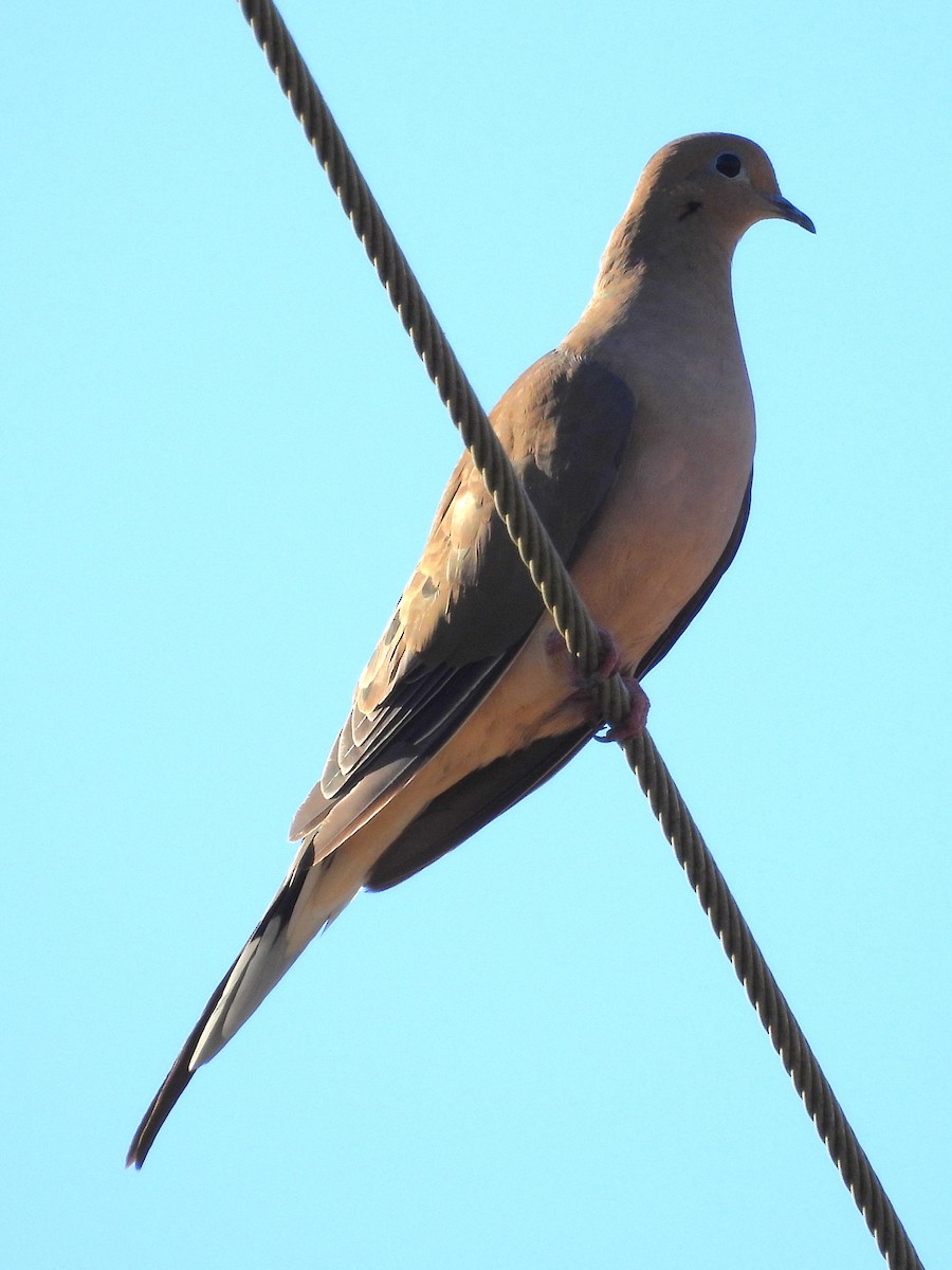 Mourning Dove - ML646886104