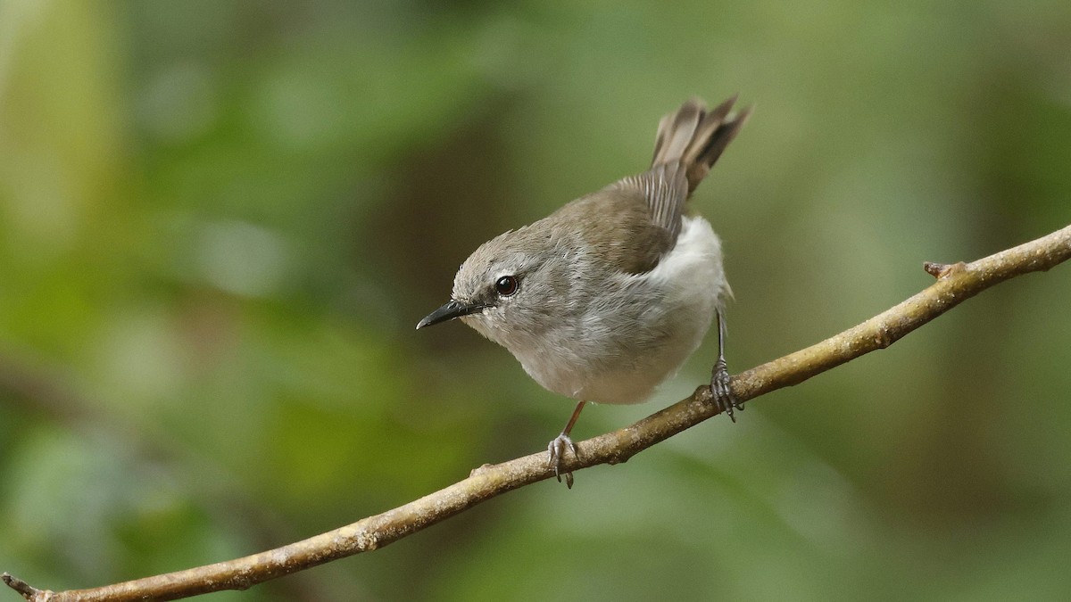 Norfolk Island Gerygone - ML646886105
