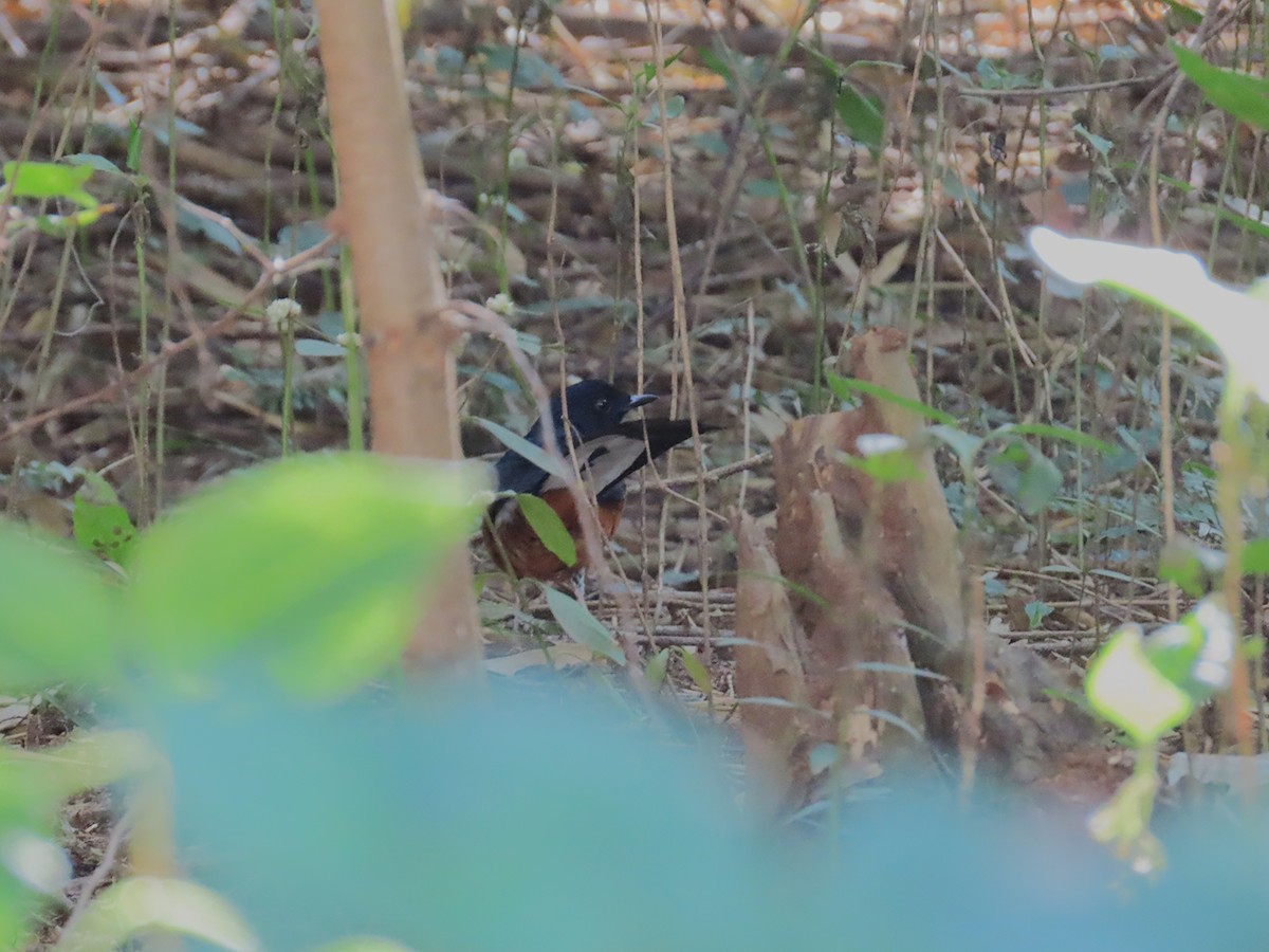 White-rumped Shama - ML646886107