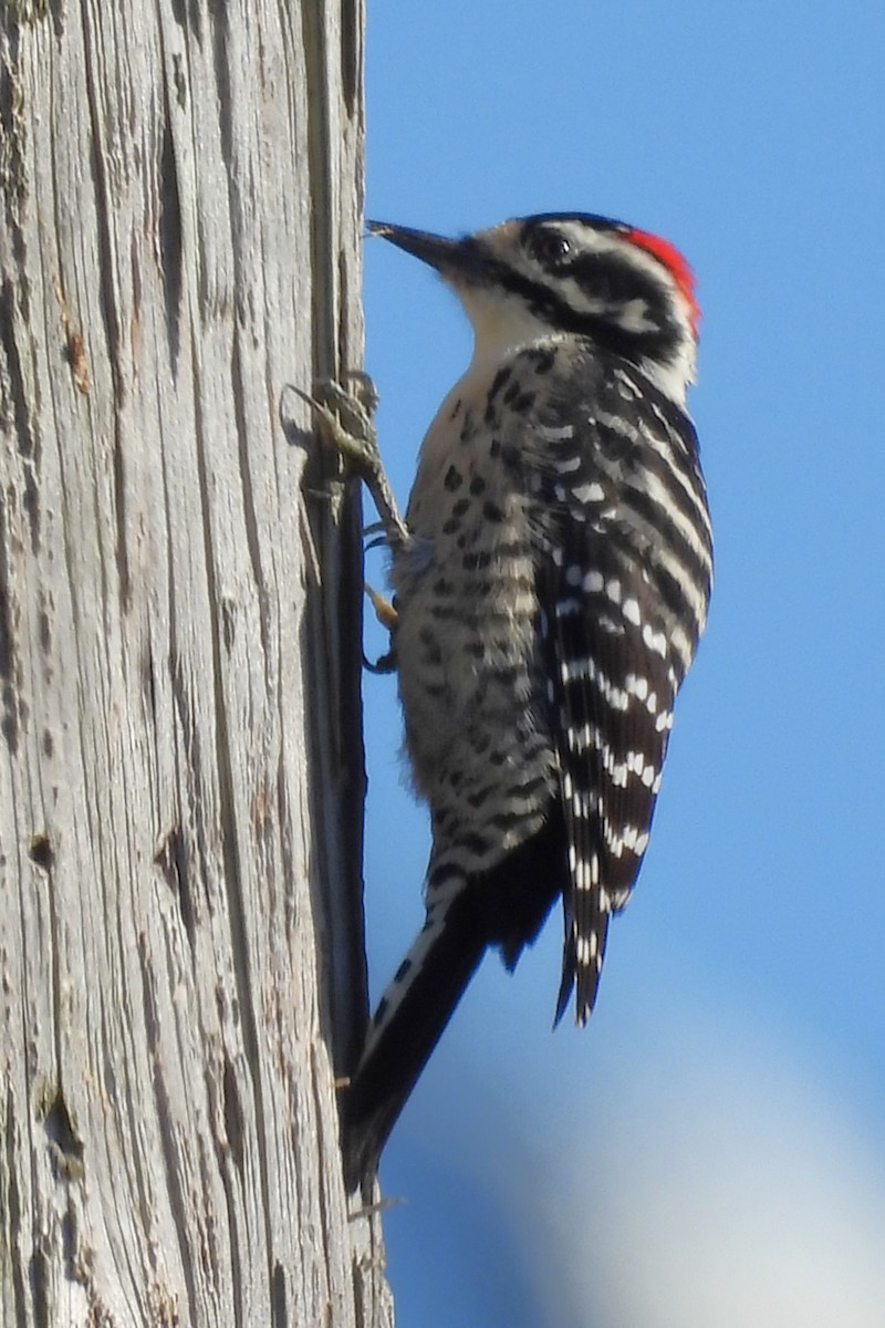 Nuttall's Woodpecker - ML646886109