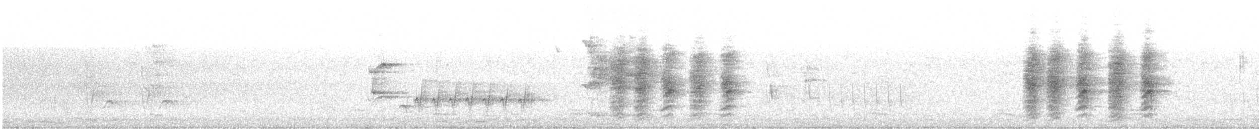 Spangled Drongo - ML64688611