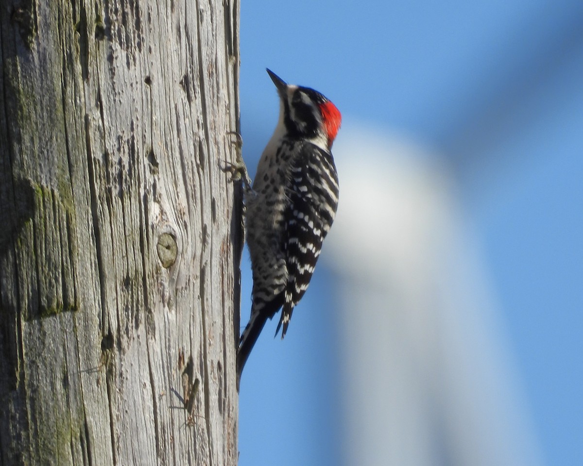 Nuttall's Woodpecker - ML646886110