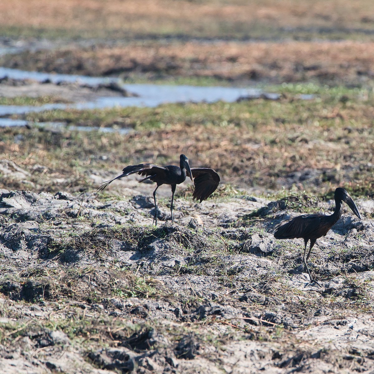 Лелека-молюскоїд африканський - ML646886111