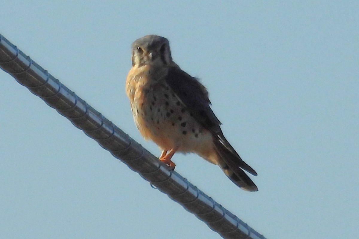 American Kestrel - ML646886117