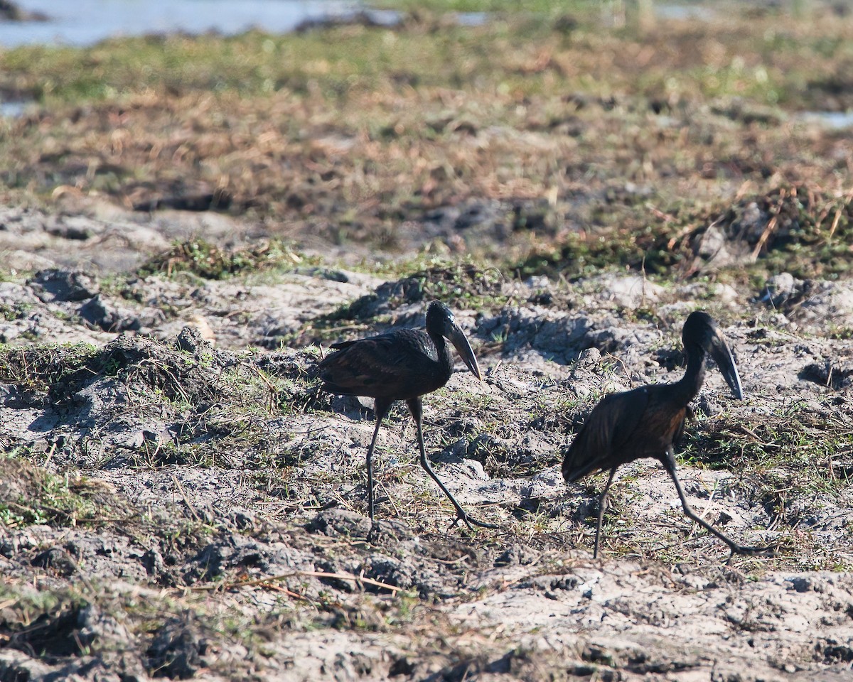 Лелека-молюскоїд африканський - ML646886118