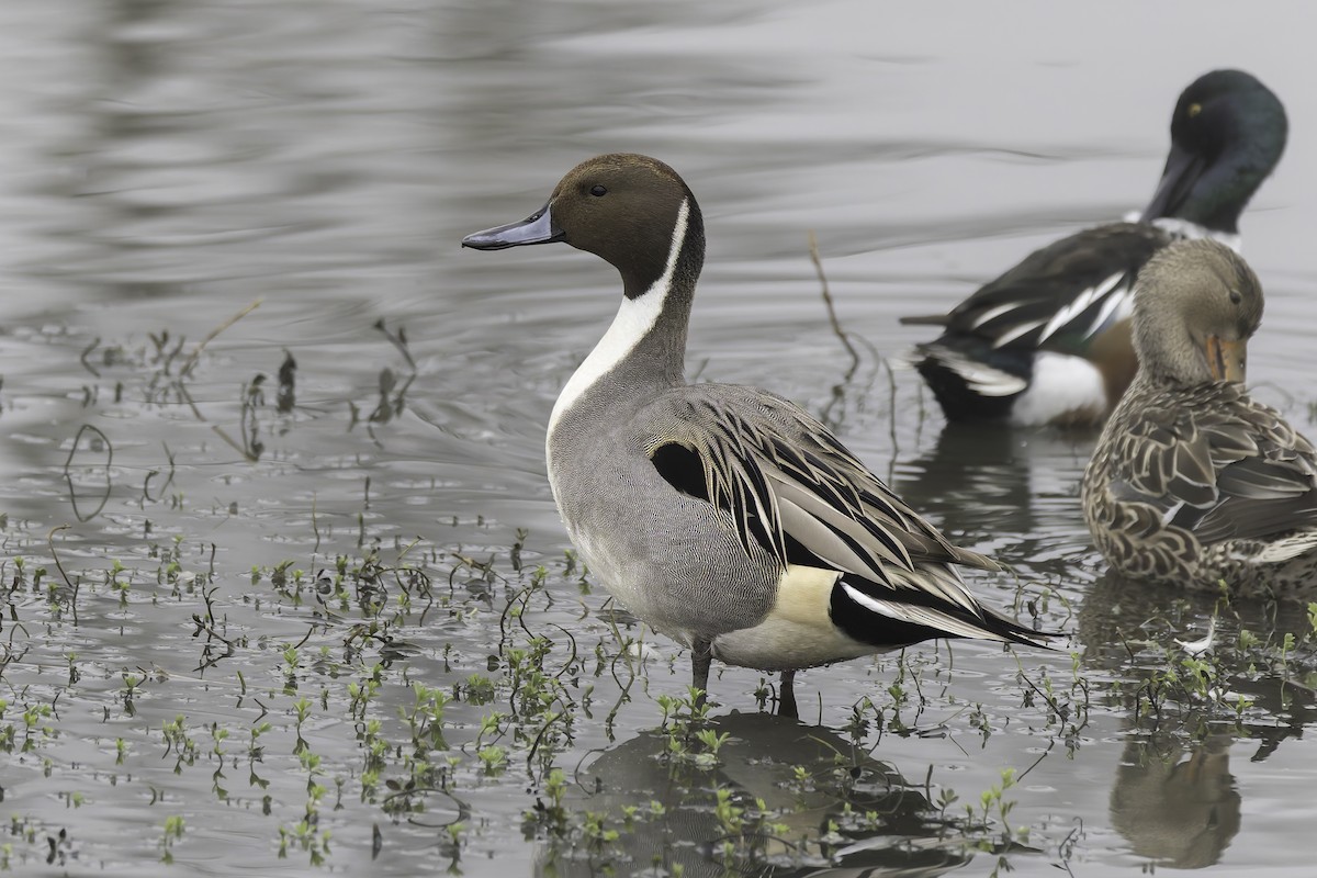 Шилохвіст північний - ML646886119