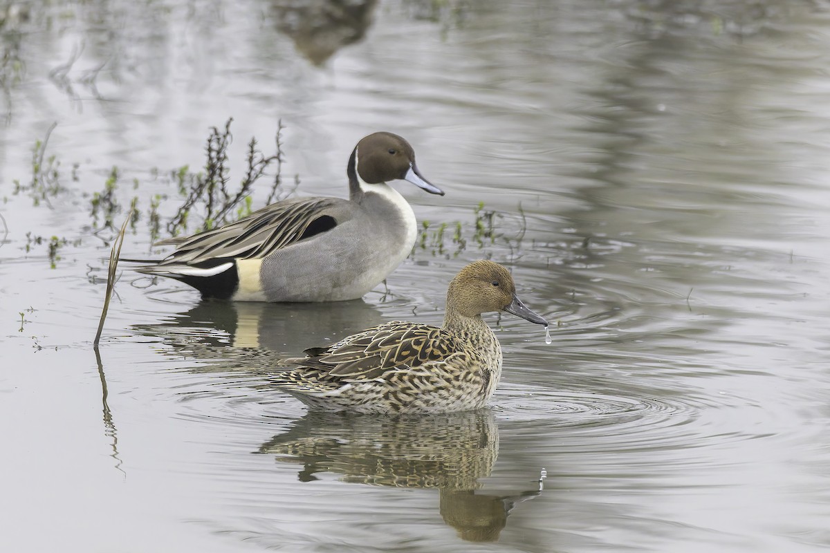 Шилохвіст північний - ML646886124