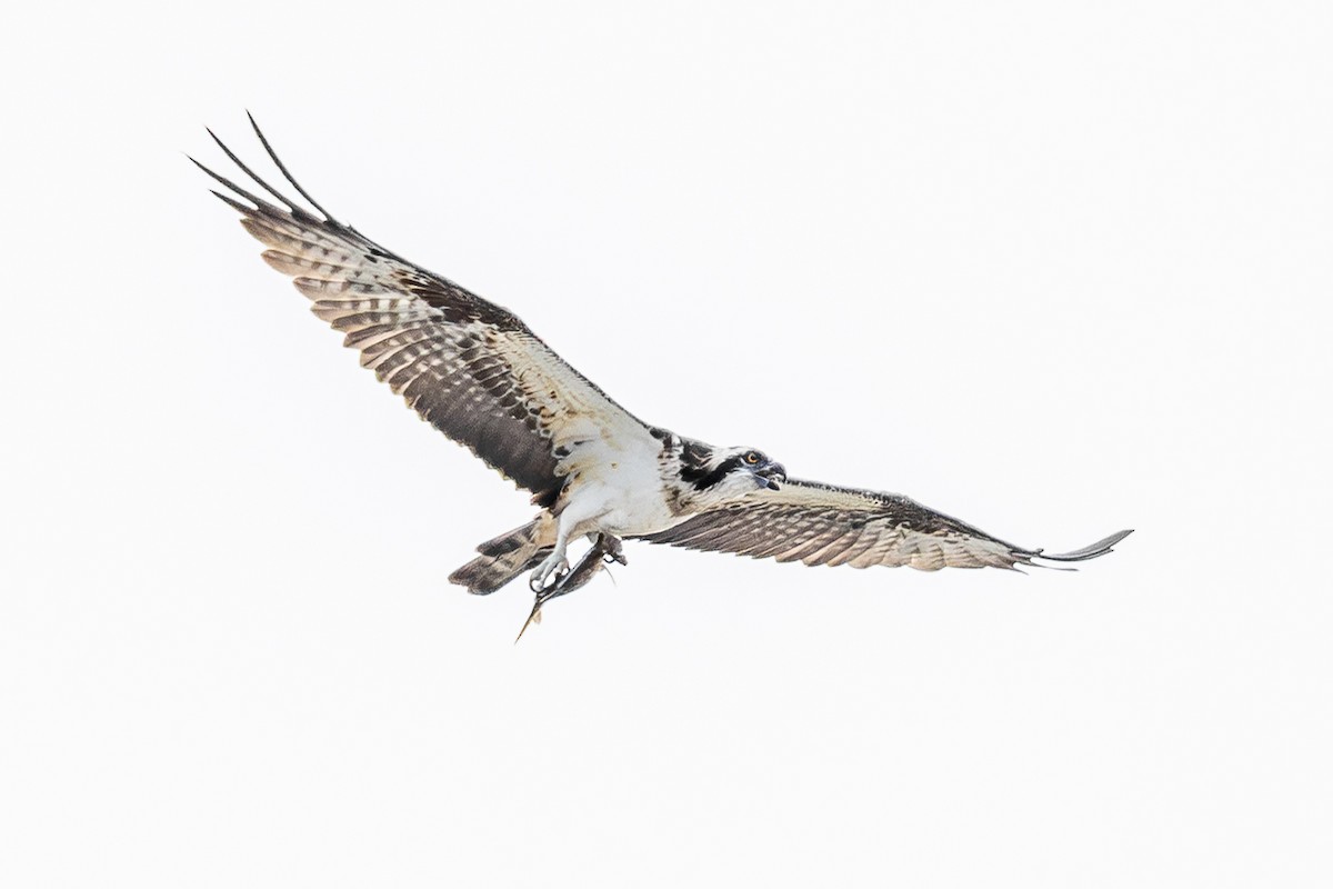 Balbuzard pêcheur - ML646886125