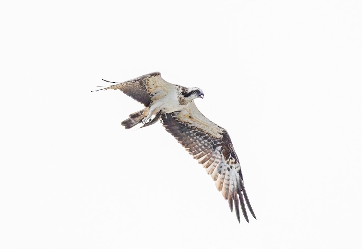 Balbuzard pêcheur - ML646886126