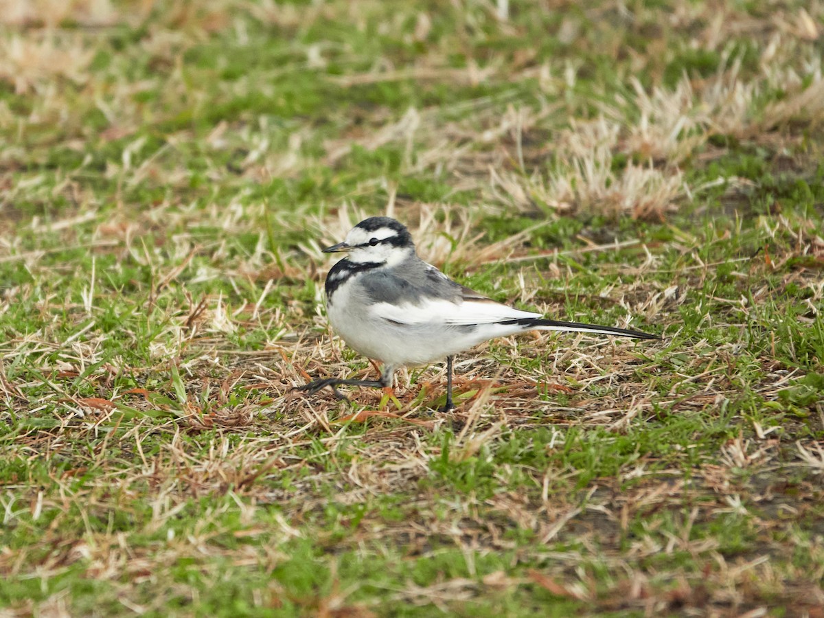 ハクセキレイ（亜種ハクセキレイ） - ML646886128