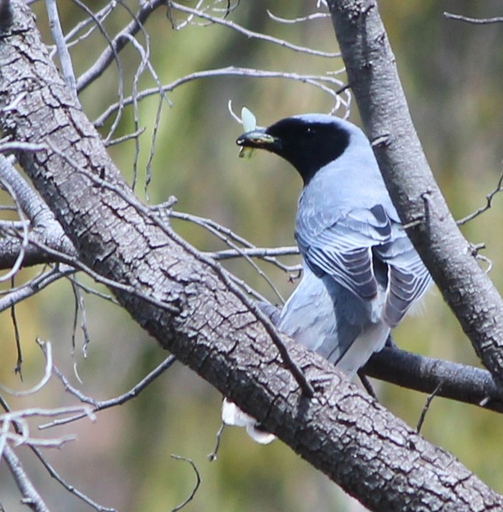 Échenilleur à masque noir - ML646886129