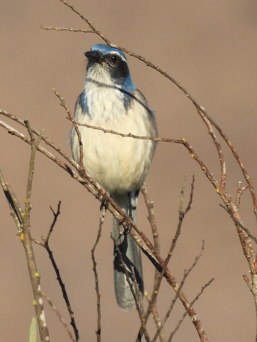 California Scrub-Jay - ML646886130