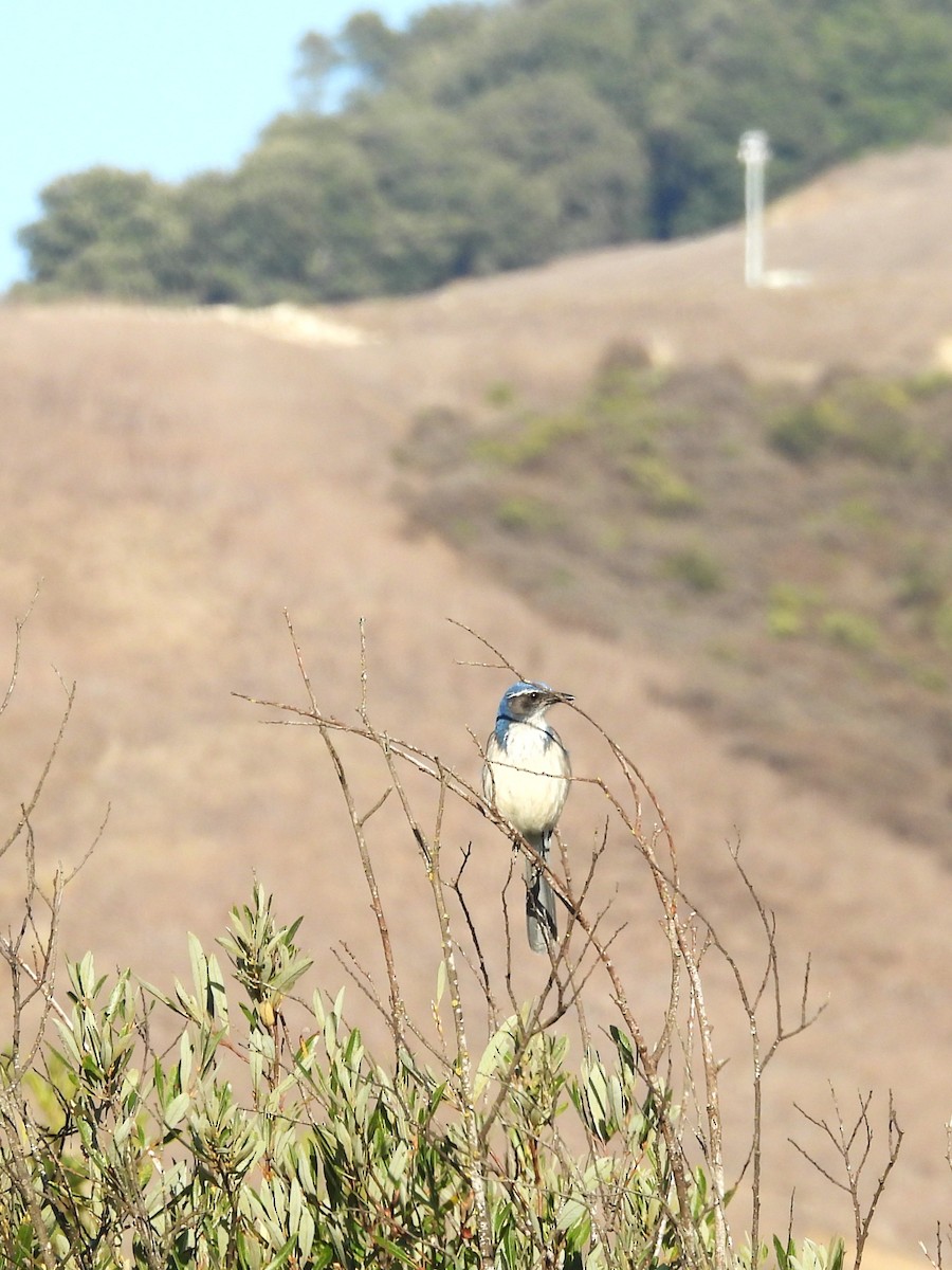 California Scrub-Jay - ML646886131