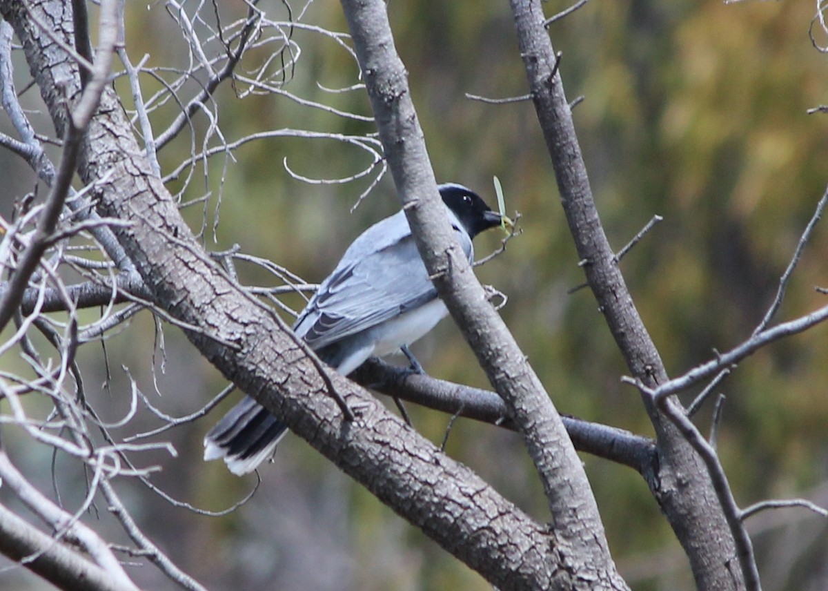 Échenilleur à masque noir - ML646886132
