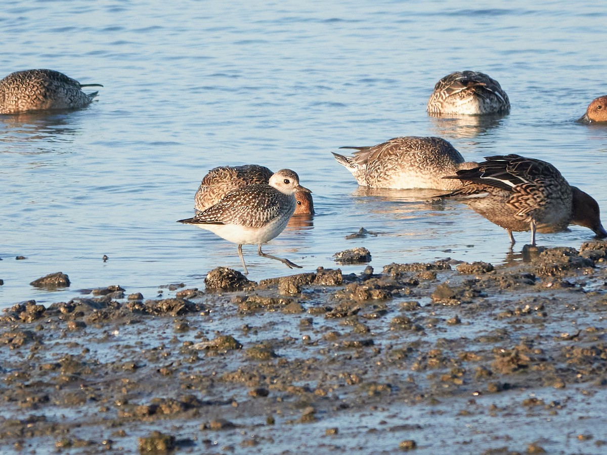 Txirri grisa - ML646886135