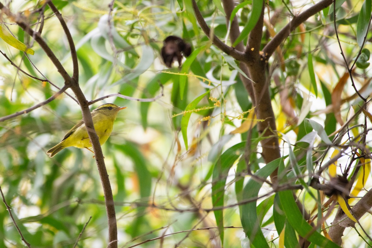 Sülfür Göğüslü Çıvgın - ML646886136