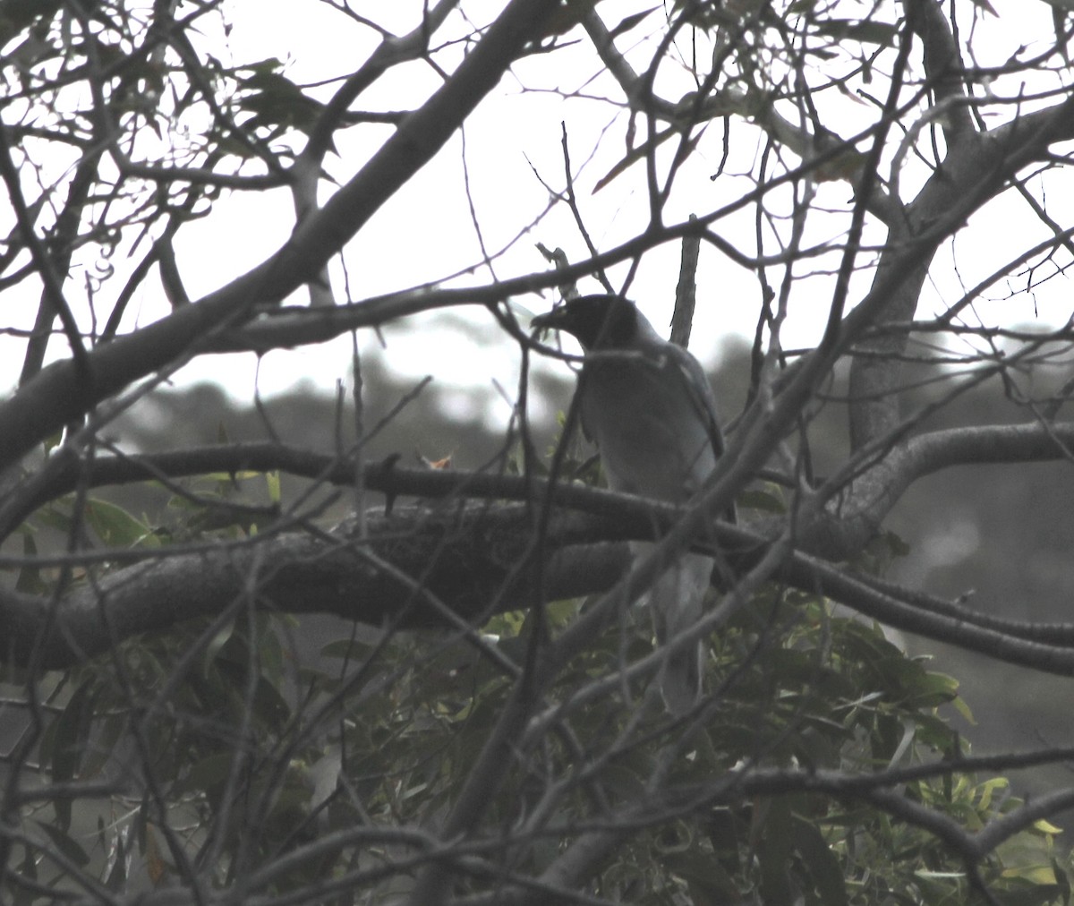 Échenilleur à masque noir - ML646886141