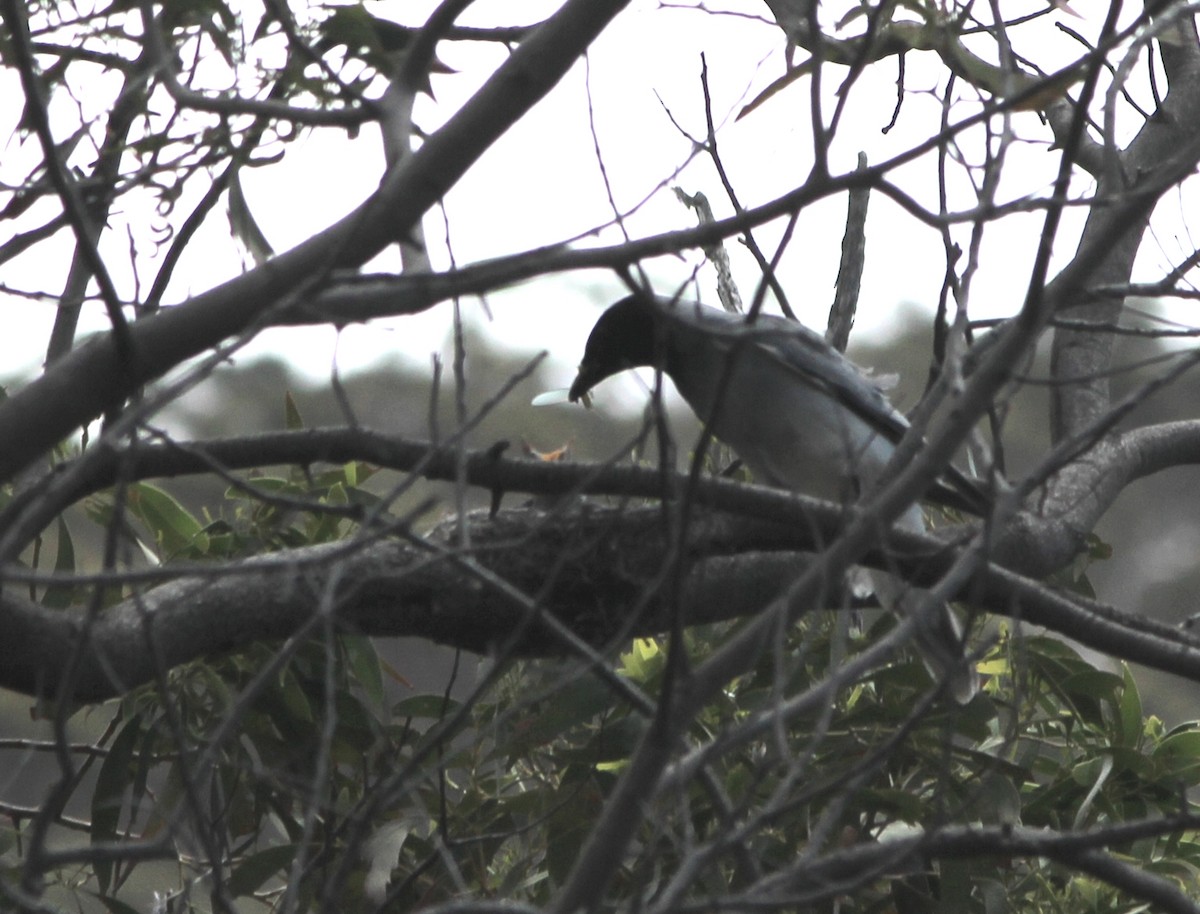 Échenilleur à masque noir - ML646886143