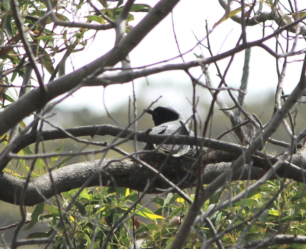 Échenilleur à masque noir - ML646886145