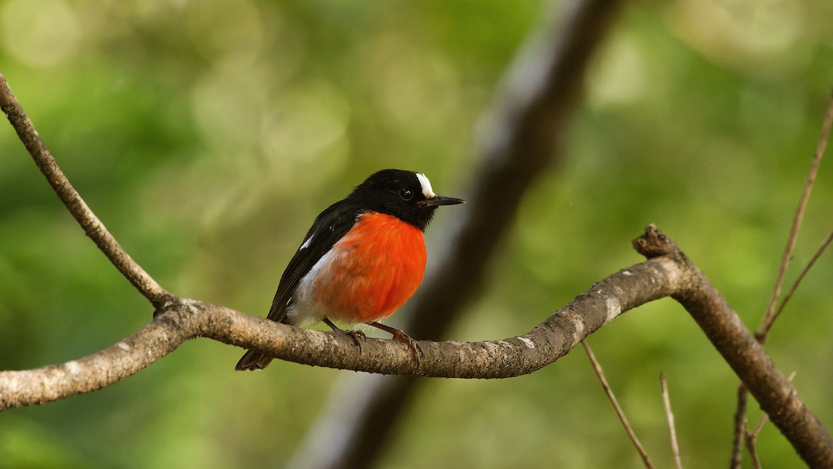 Norfolk Robin - ML646886147