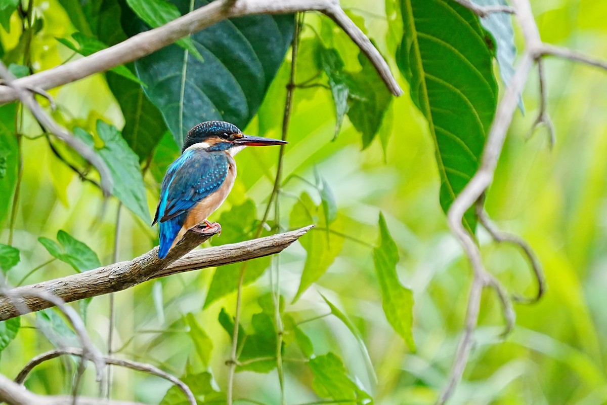 Common Kingfisher - ML646886150