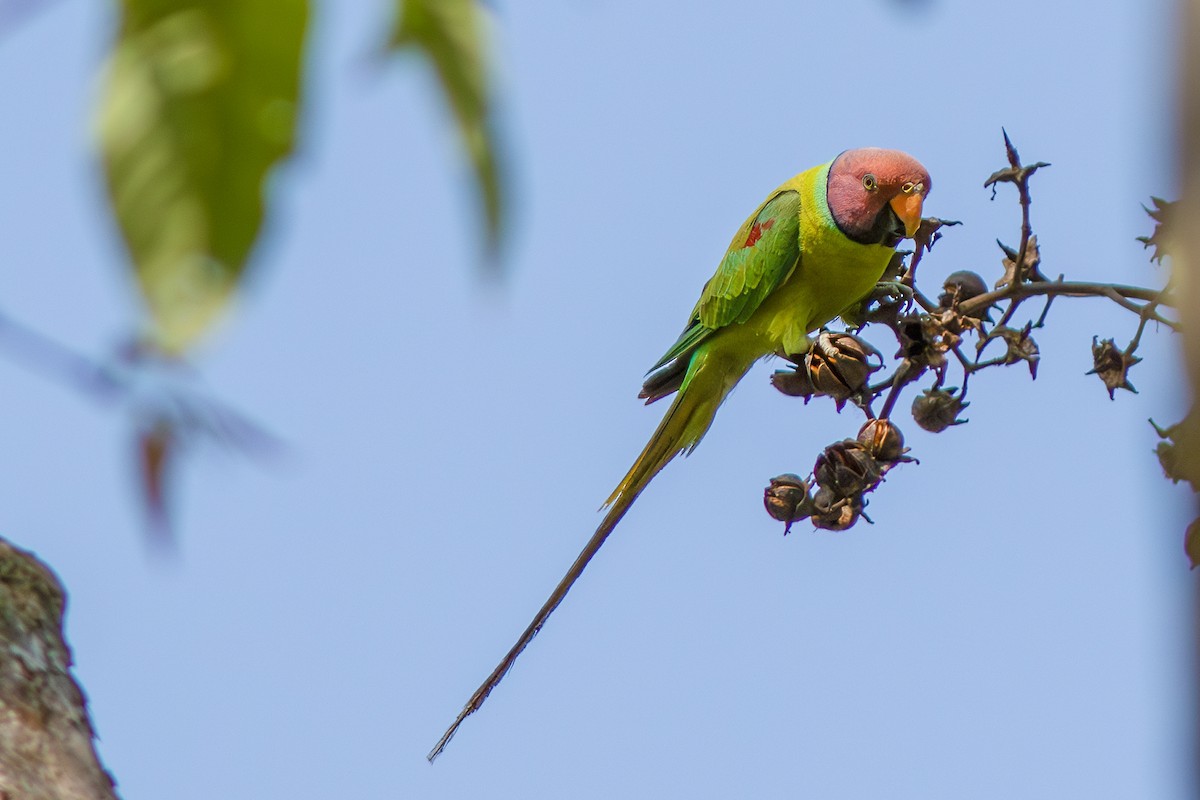 Plum-headed Parakeet - ML646886151