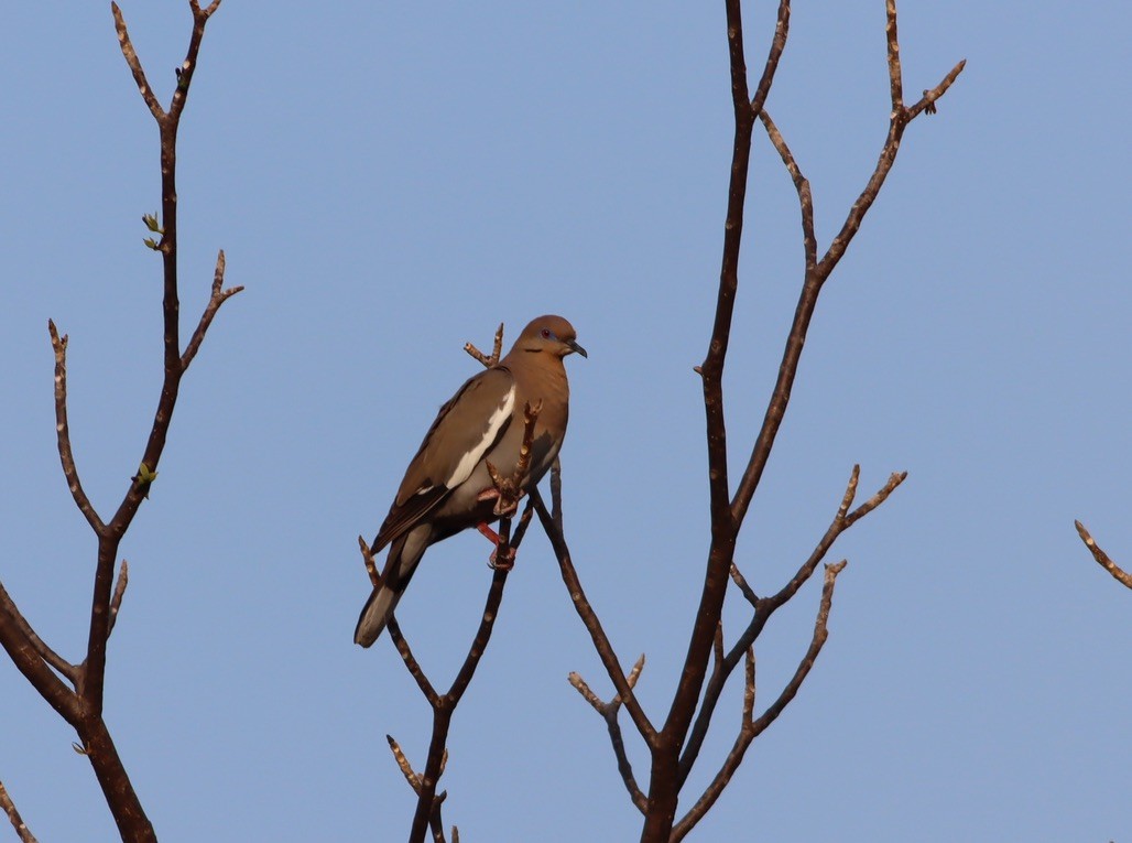 White-winged Dove - ML646886152