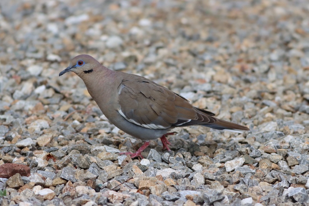 White-winged Dove - ML646886153