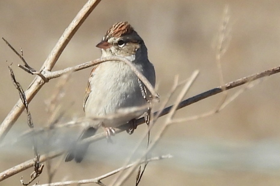 Chipping Sparrow - ML646886155