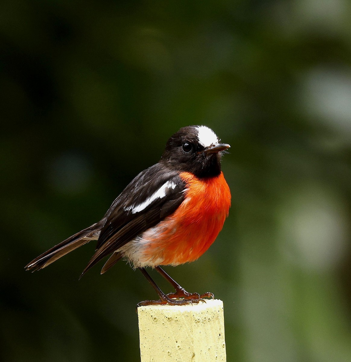 Norfolk Robin - ML646886156