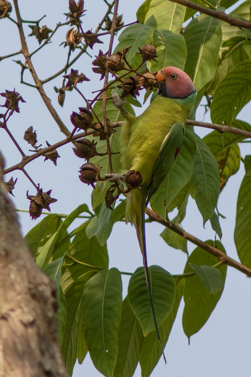 Plum-headed Parakeet - ML646886157