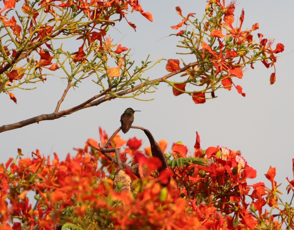 Berylline Hummingbird - ML646886159