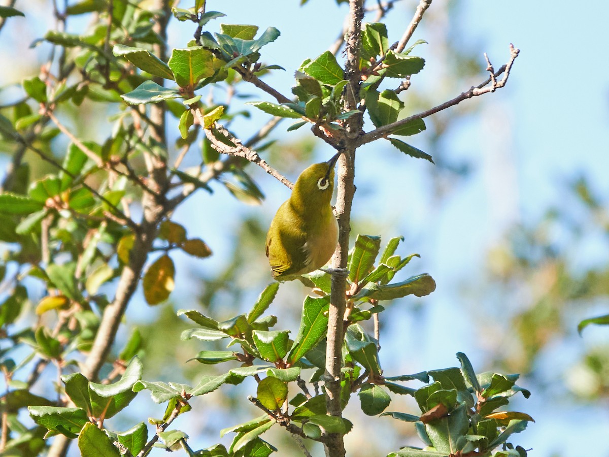 Окулярник японський - ML646886161