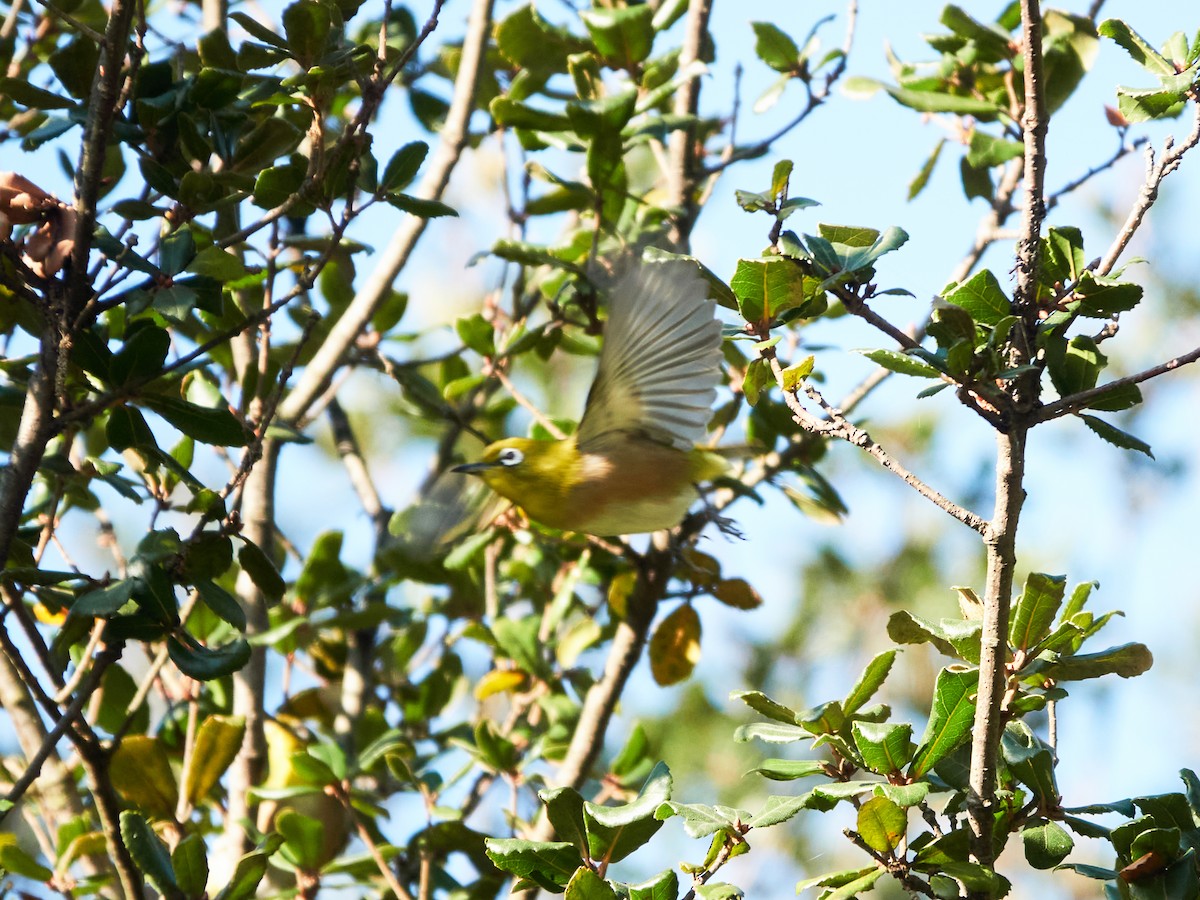 Окулярник японський - ML646886162