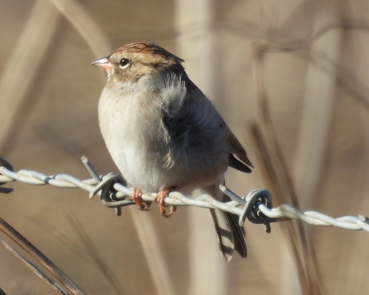 Chipping Sparrow - ML646886163
