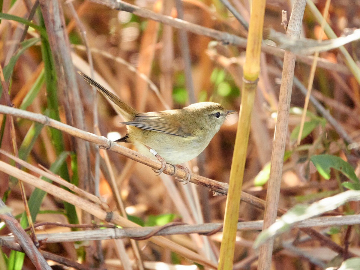 Широкохвістка китайська - ML646886165